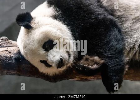 Giant Panda (Ailuropoda melanoleuca) at Zoo Atlanta near downtown Atlanta, Georgia. (USA) Stock Photo