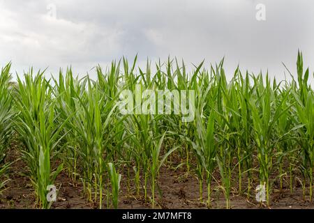 Cornfield. Young shoots of corn. Organic corn. Farm field with corn. Organic plant growing Stock Photo