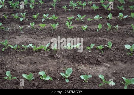 Rows of young cabbage on the field. Organic vegetables. Vegetable growing. Healthy eating. Vegetable field, top view Stock Photo