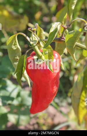 Red pepper in the open field. Organic vegetables in the garden. Copy space, blurred background, vertical orientation Stock Photo