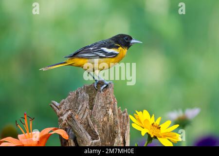 01611-09607 Baltimore Oriole (Icterus galbula) female on fence post near flower garden, Marion Co. IL Stock Photo