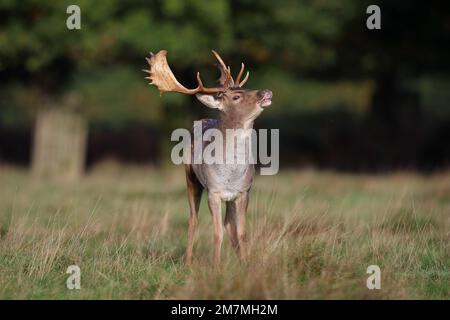 The European fallow deer, also known as the common fallow deer or simply fallow deer, is a species of ruminant mammal belonging to the family Cervidae Stock Photo