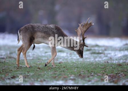 The European fallow deer, also known as the common fallow deer or simply fallow deer, is a species of ruminant mammal belonging to the family Cervidae Stock Photo