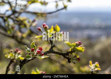 Europe, Germany, Southern Germany, Baden-Württemberg, Schönbuch region, apple blossoms in springtime Stock Photo