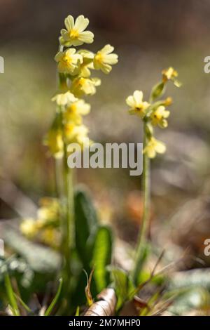 Europe, Germany, Southern Germany, Baden-Wuerttemberg, Schönbuch region, high cowslip in forest Stock Photo