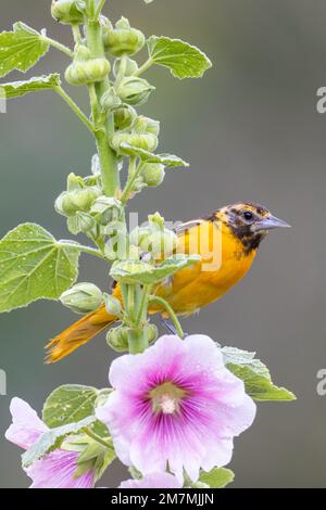 13th Steet Studio: A bird a day: Baltimore Oriole