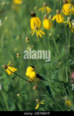 01640-09510 American Goldfinch (Carduelis tristis)  male on Gray-headed coneflower (Ratibida pinnata) Marion Co. IL Stock Photo