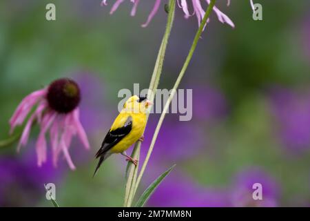 01640-15915 American Goldfinch (Carduelis tristis) male on Pale Purple Coneflower (Echinacea pallida)  in garden, Marion Co., IL Stock Photo