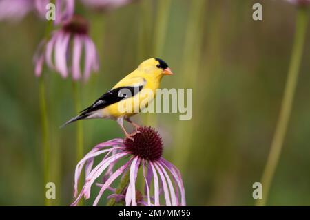 01640-16004 American Goldfinch (Carduelis tristis) male on Pale Purple Coneflower (Echinacea pallida)  in garden, Marion Co., IL Stock Photo