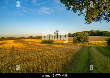 Fields between Fryerning and Margaretting Essex at Sunset Stock Photo