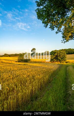 Fields between Fryerning and Margaretting Essex at Sunset Stock Photo