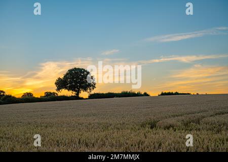 Fields between Fryerning and Margaretting Essex at Sunset Stock Photo