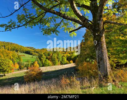 Europe, Germany, Hesse, Eastern Hesse, UNESCO Biosphere Reserve Rhön, Hessian Rhön Nature Park, Poppenhausen, Autumn atmosphere at the Goldloch near Schwarzerden, common ash tree Stock Photo