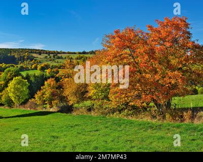 Europe, Germany, Hesse, Eastern Hesse, Rhön, UNESCO Biosphere Reserve Rhön, Hessian Rhön Nature Park, nature reserve, view over forest and meadow landscape near Wüstensachsen, rowan trees in autumn foliage Stock Photo