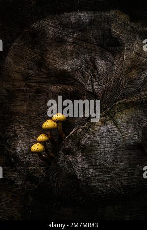 some yellow mushrooms on a tree trunk Stock Photo - Alamy