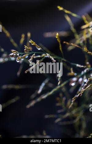 Water drops in grasses with dark background Stock Photo