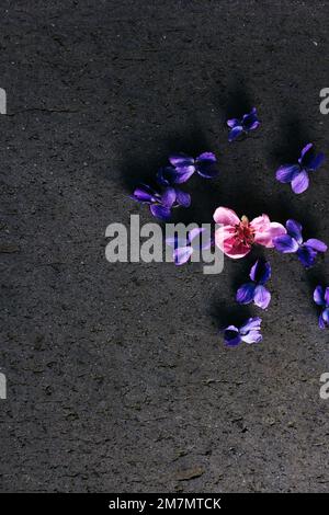Small pink flower surrounded by purple flowers Stock Photo