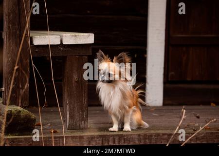 Chihuahua (longhaired) adult, sitting, outdoor, Finland Stock Photo