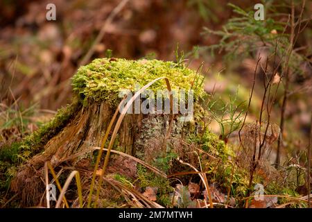 Moss covered tree stump, old forest, autumn Stock Photo
