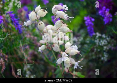 Close-up Silene vulgaris, bladder campion or maidenstears, is plant species of genus Silene of family Caryophyllaceae. Stock Photo