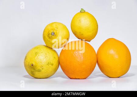 group of seasonal fruits composed of oranges and lemons on a white background Stock Photo