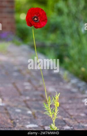 Red poppy grows through paving stones, symbol of adaptability and survival Stock Photo