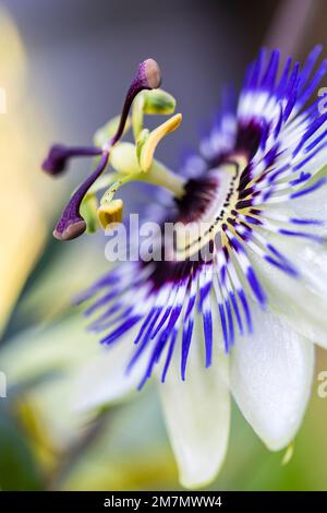 Blue passion flower (Passiflora caerulea), flower, close up Stock Photo