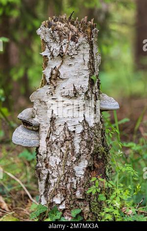 Tinder fungus growing on dead wood, bokeh Stock Photo