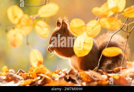 red squirrel and twigs with autumnal leaves Stock Photo