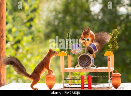 red squirrel playing behind the drums Stock Photo