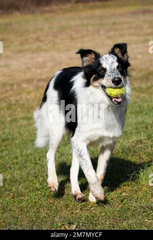 Border Collie cattle dog running and playing in field. Focused. No humans. Grass and green trees in background. Stock Photo