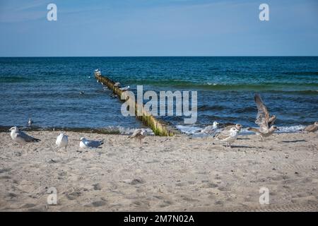 Sandy beach, Baltic Sea spa Graal-Müritz, Mecklenburg-Western Pomerania, Germany Stock Photo