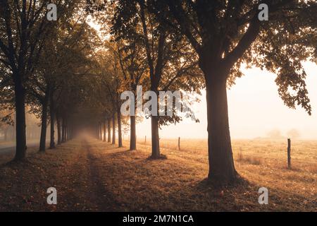 Avenue of lime trees on a morning with a lot of fog in autumn, warm autumnal light, hiking trail leads along between the trees Stock Photo