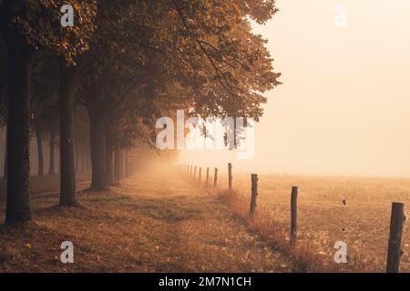 Avenue of lime trees on a morning with a lot of fog in autumn, warm autumnal light, hiking trail leads along between the trees Stock Photo