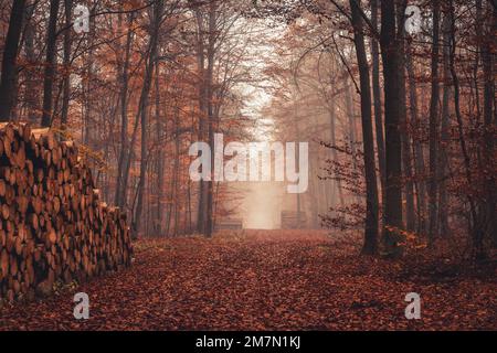 Forest path with stacked tree trunks in autumn fog, Habichtswald forest, wide angle perspective Stock Photo