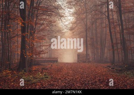 Forest path with stacked tree trunks in autumn fog, Habichtswald forest, wide angle perspective Stock Photo