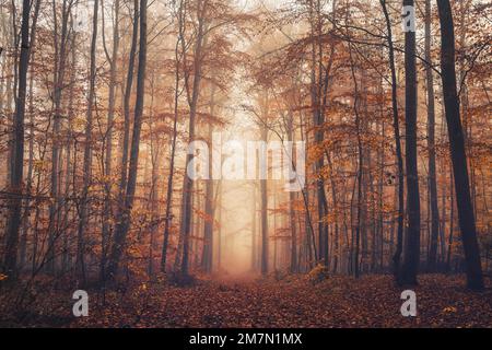 Foliage covered forest path in autumn fog, Habichtswald, beech forest in autumn colors Stock Photo