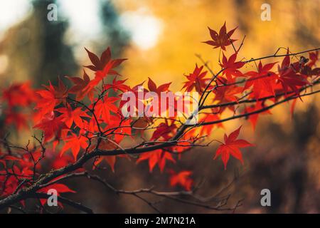 Fan maple with red leaves against yellow background, close up, background blurred, bent branches Stock Photo