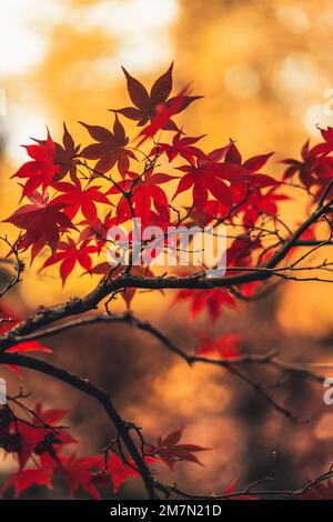 Fan maple with red leaves against yellow background, close up, background blurred, bent branches Stock Photo