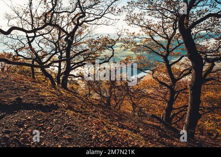 View of the Edersee in northern Hesse in the Kellerwald-Edersee National Park on an autumn morning, in the foreground oaks on the primeval forest trail Stock Photo