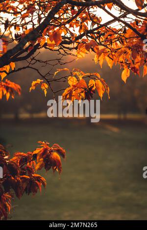 Autumn morning In October, the sun shines in warm colors through the red leaves of a cherry tree in Kassel, Germany Stock Photo