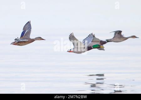 Mallard, Anas platyrhynchos, fly, several Stock Photo