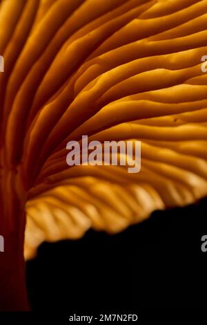 Mushroom, trumpet chanterelle, lamellae, back light, detail Stock Photo