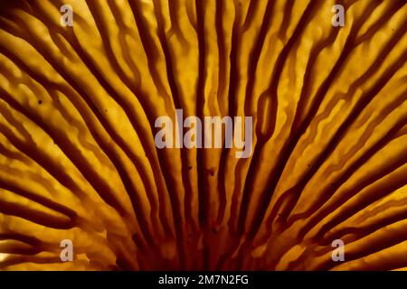 Mushroom, trumpet chanterelle, lamellae, back light, detail Stock Photo