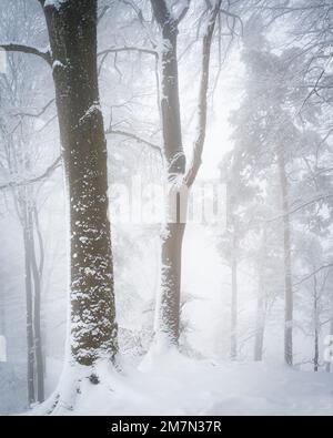 Winter landscape in fog Stock Photo - Alamy