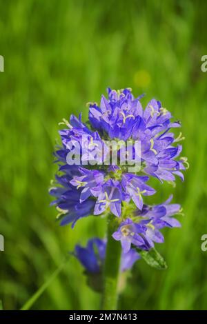 Campanula cervicaria, Bristly bellflower, Campanulaceae. Wild plant shot in summer. Stock Photo