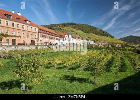 Weißenkirchen in der Wachau, vines and row of houses along Kremser Straße, Wachau, Waldviertel, Lower Austria, Austria Stock Photo