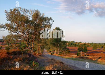 View of the blooming heath in the morning light, Oberhaverbeck, Lüneburger Heide, Lower Saxony, Germany Stock Photo