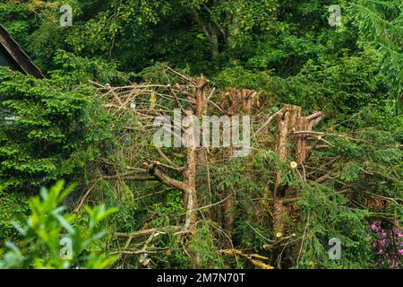 Nature, flora, conifers, tree trunks, tree pruning mistakes, bungling, unprofessional, amateurish, Oberhausen, Oberhausen-Sterkrade, Ruhr area, North Rhine-Westphalia, Germany Stock Photo