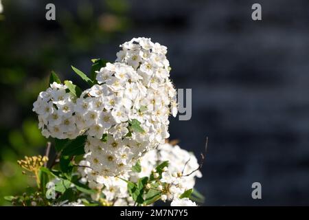 Shrub full of white flowers (Spiraea cantoniensis) in full bloom Stock Photo